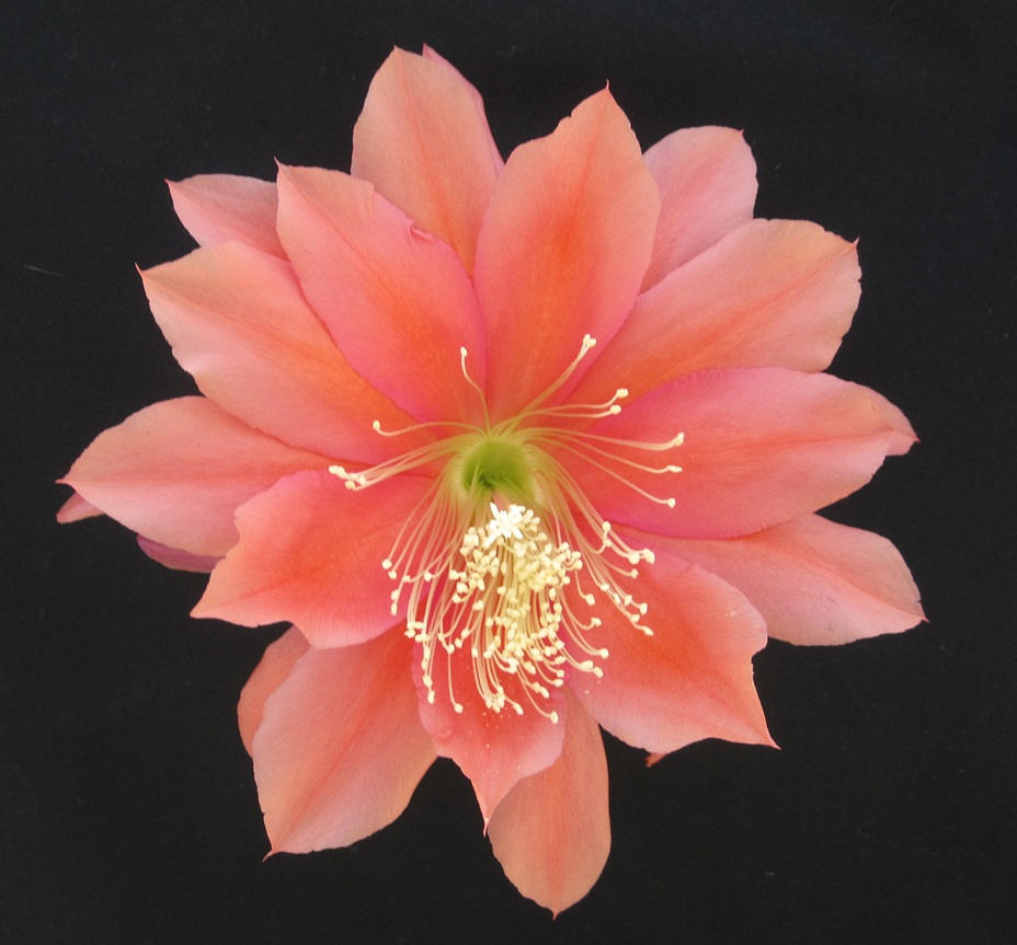 esa-epiphyllums-orange